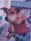 Cachorro raça Indefinida  idade 1 ano nome Caramelo 