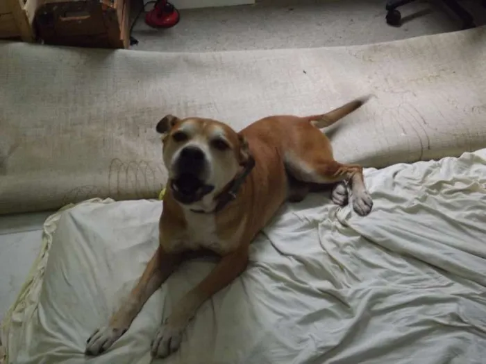 Cachorro ra a vira lata idade 6 ou mais anos nome Bonitão