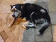 HuskyENCONTRADO