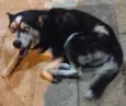 HuskyENCONTRADO