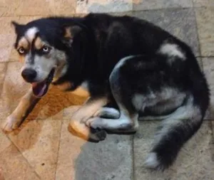 Cachorro raça Husky Siberiano idade  nome HuskyENCONTRADO