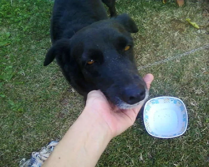 Cachorro ra a NÃO DEFINIDA idade 5 anos nome GUGU