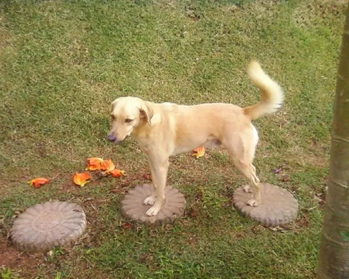 Cachorro ra a NÃO DEFINIDA idade 5 anos nome GABRIEL