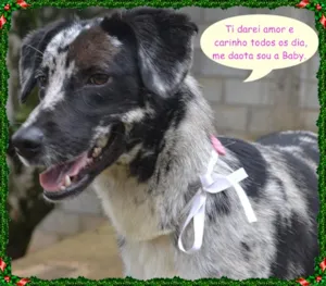 Cachorro raça SRD idade 7 a 11 meses nome BABY - 11 meses de 