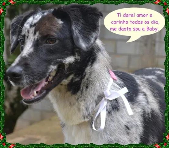 Cachorro ra a SRD idade 7 a 11 meses nome BABY - 11 meses de 