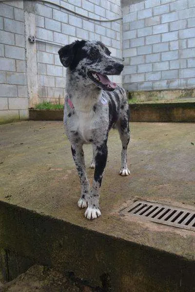Cachorro ra a SRD idade 7 a 11 meses nome BABY - 11 meses de 