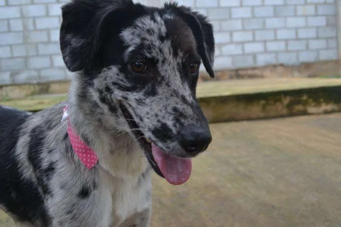 Cachorro ra a SRD idade 7 a 11 meses nome BABY - 11 meses de 