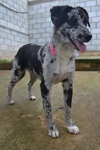 Cachorro ra a SRD idade 7 a 11 meses nome BABY - 11 meses de 