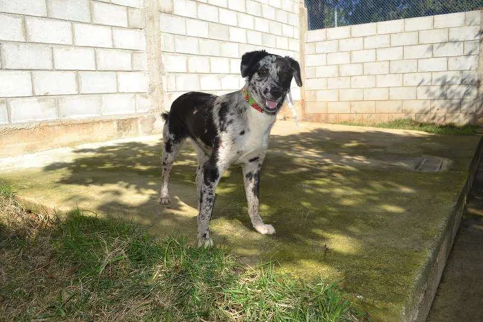 Cachorro ra a SRD idade 7 a 11 meses nome BABY - 11 meses de 