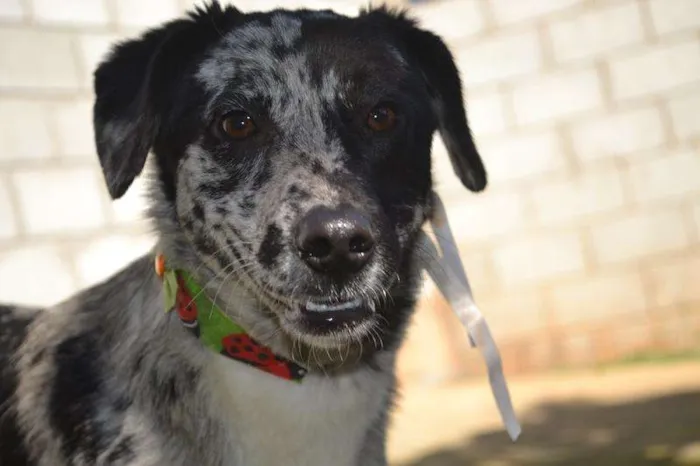 Cachorro ra a SRD idade 7 a 11 meses nome BABY - 11 meses de 