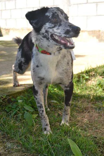 Cachorro ra a SRD idade 7 a 11 meses nome BABY - 11 meses de 