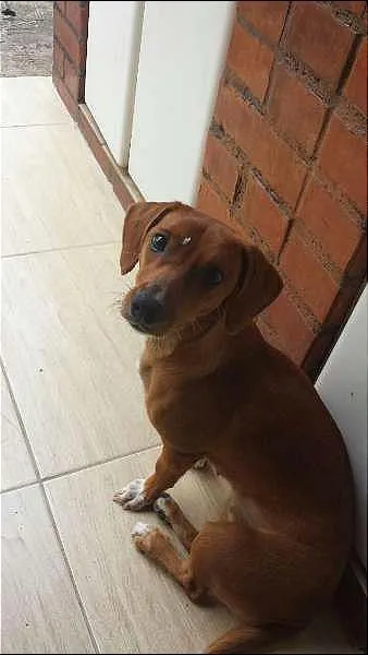 Cachorro raça BASSET idade 1 ano nome MATILDA GRATIFICA