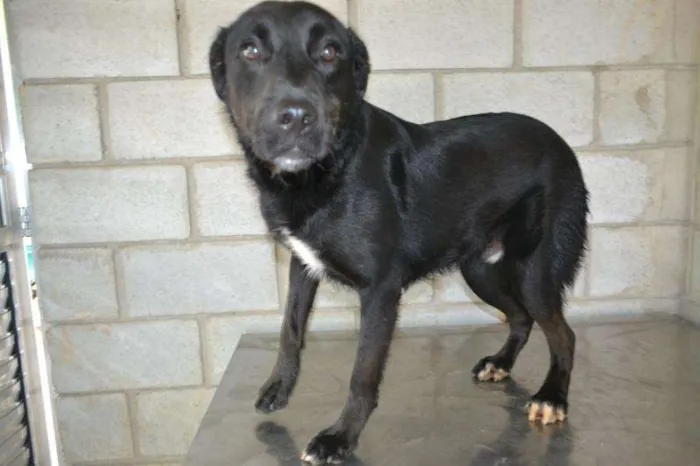 Cachorro ra a SRD idade 2 anos nome GASPAR um mulekão l