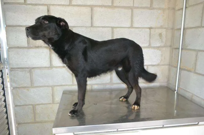Cachorro ra a SRD idade 2 anos nome GASPAR um mulekão l