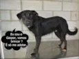 GASPAR um mulekão l