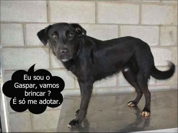 Cachorro ra a SRD idade 2 anos nome GASPAR um mulekão l