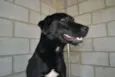 GASPAR um mulekão l