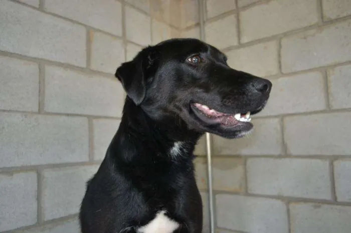 Cachorro ra a SRD idade 2 anos nome GASPAR um mulekão l