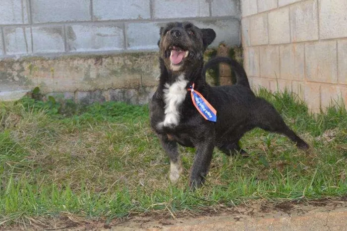Cachorro ra a Mix Poodle idade 2 anos nome JUNINHO - Baixinho 