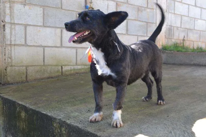 Cachorro ra a Mix Poodle idade 2 anos nome JUNINHO - Baixinho 