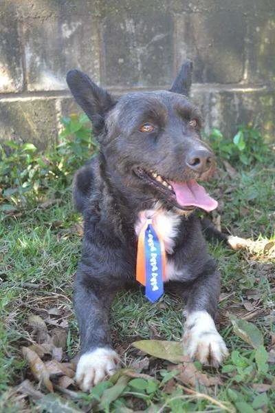Cachorro ra a Mix Poodle idade 2 anos nome JUNINHO - Baixinho 