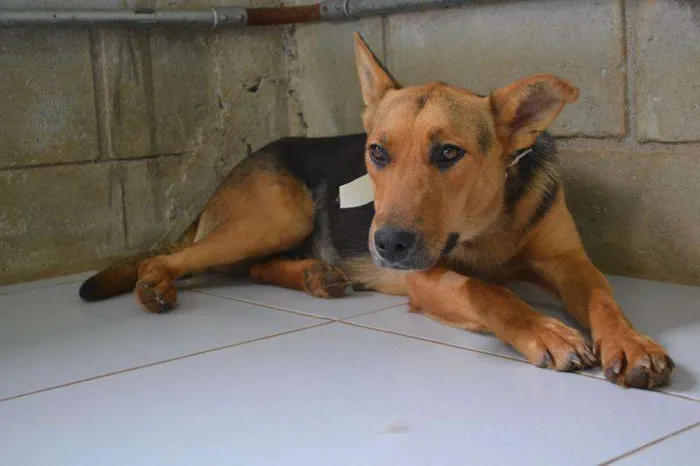 Cachorro ra a SRD idade 4 anos nome JULY - Linda e char