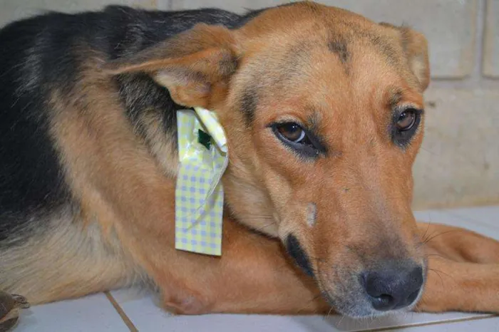 Cachorro ra a SRD idade 4 anos nome JULY - Linda e char