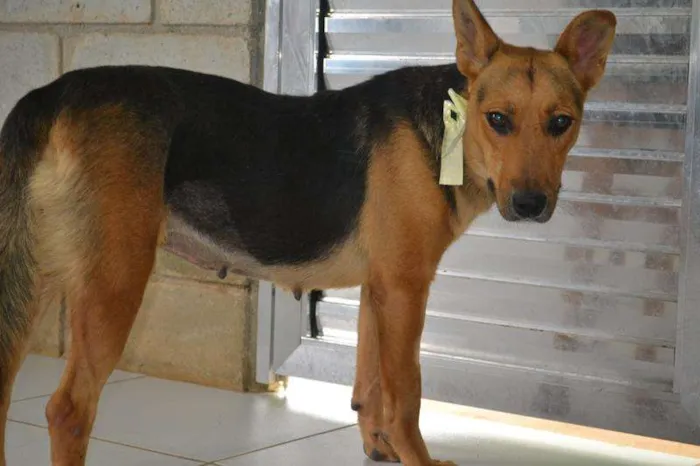 Cachorro ra a SRD idade 4 anos nome JULY - Linda e char