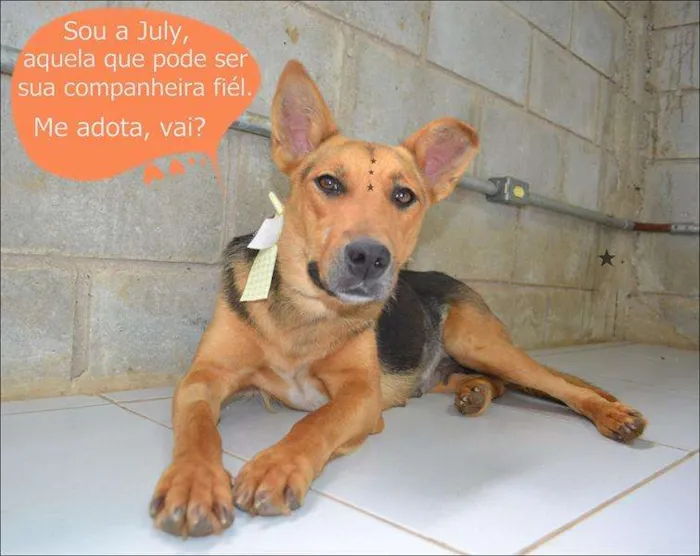 Cachorro ra a SRD idade 4 anos nome JULY - Linda e char