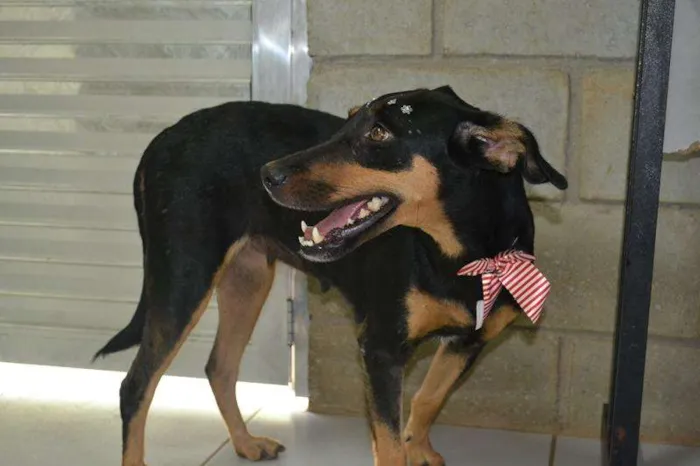 Cachorro ra a SRD idade 2 anos nome LINE - Muito linda 