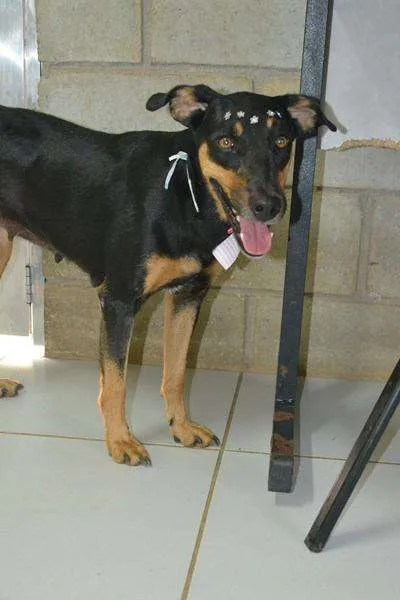Cachorro ra a SRD idade 2 anos nome LINE - Muito linda 