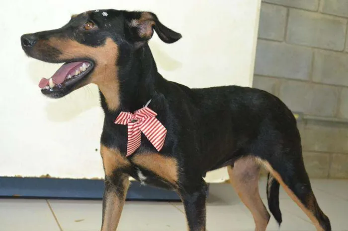 Cachorro ra a SRD idade 2 anos nome LINE - Muito linda 