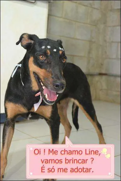 Cachorro ra a SRD idade 2 anos nome LINE - Muito linda 