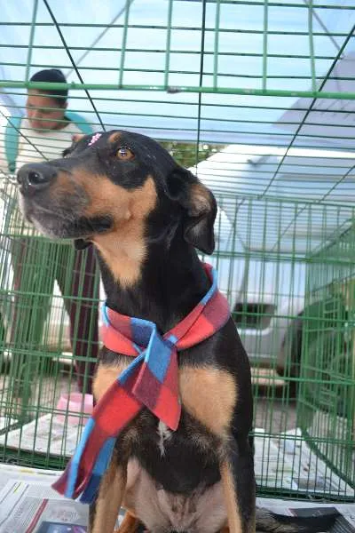 Cachorro ra a SRD idade 2 anos nome LINE - Muito linda 