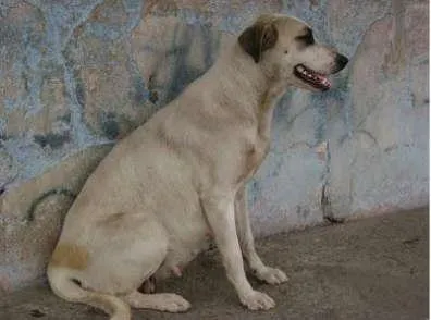 Cachorro ra a vura lara idade 7 a 11 meses nome da rua