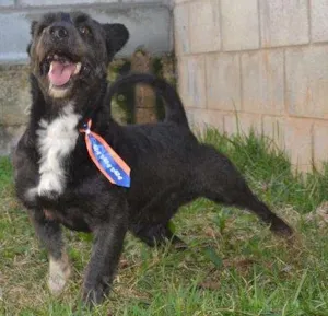 Cachorro raça Mix Poodle idade 2 anos nome JUNINHO - Baixinho 