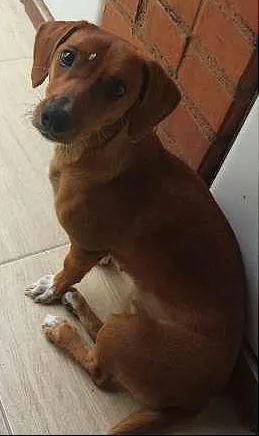 Cachorro raça BASSET idade 1 ano nome MATILDA GRATIFICA