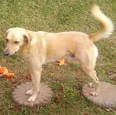 Cachorro ra a NÃO DEFINIDA idade 5 anos nome GABRIEL