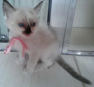 Gato raça  idade Abaixo de 2 meses nome Magno