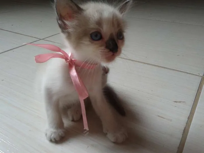 Gato ra a  idade Abaixo de 2 meses nome Maya