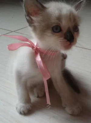 Gato raça  idade Abaixo de 2 meses nome Maya