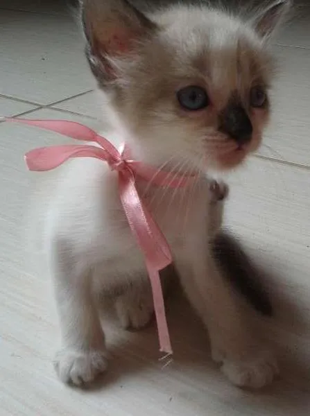 Gato ra a  idade Abaixo de 2 meses nome Maya