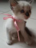 Maya