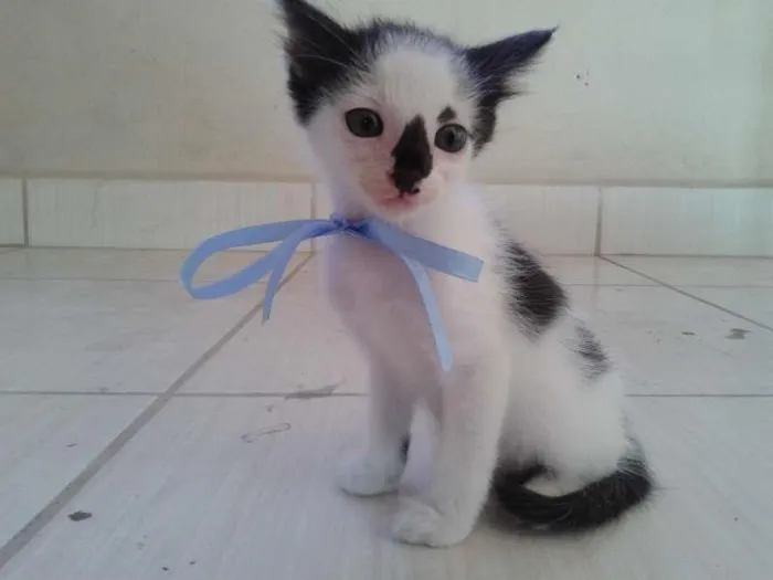 Gato ra a  idade Abaixo de 2 meses nome Dinho