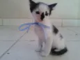 Dinho