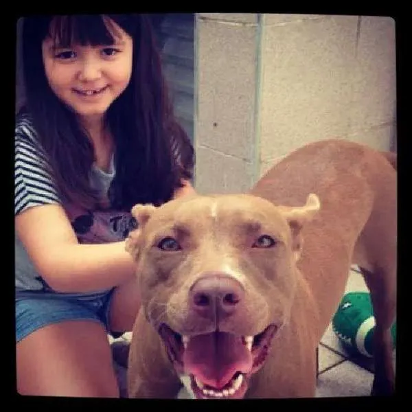 Cachorro raça Pit-Bull idade 1 ano nome Gaia