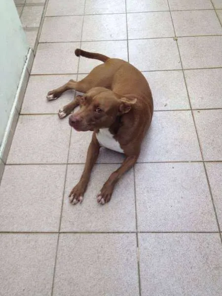Cachorro raça Pit-Bull idade 1 ano nome Gaia