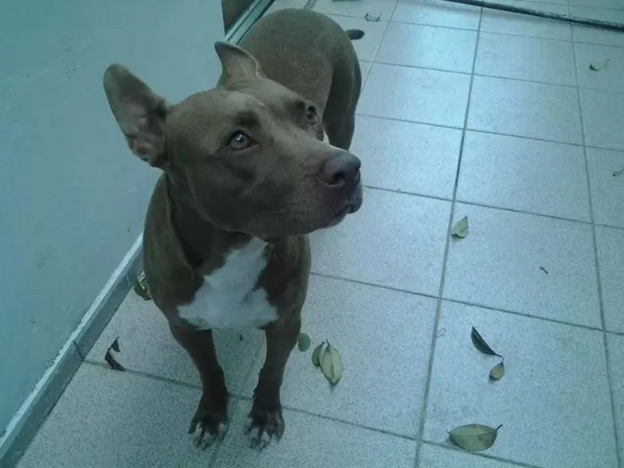 Cachorro raça Pit-Bull idade 1 ano nome Gaia