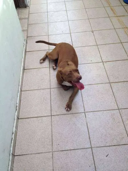 Cachorro raça Pit-Bull idade 1 ano nome Gaia