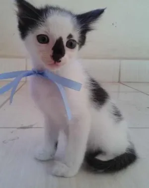 Gato raça  idade Abaixo de 2 meses nome Dinho